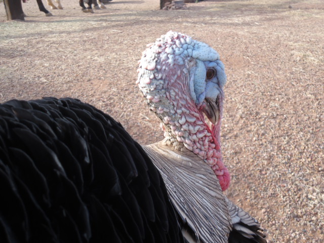 Mr. Henry my first turkey!!