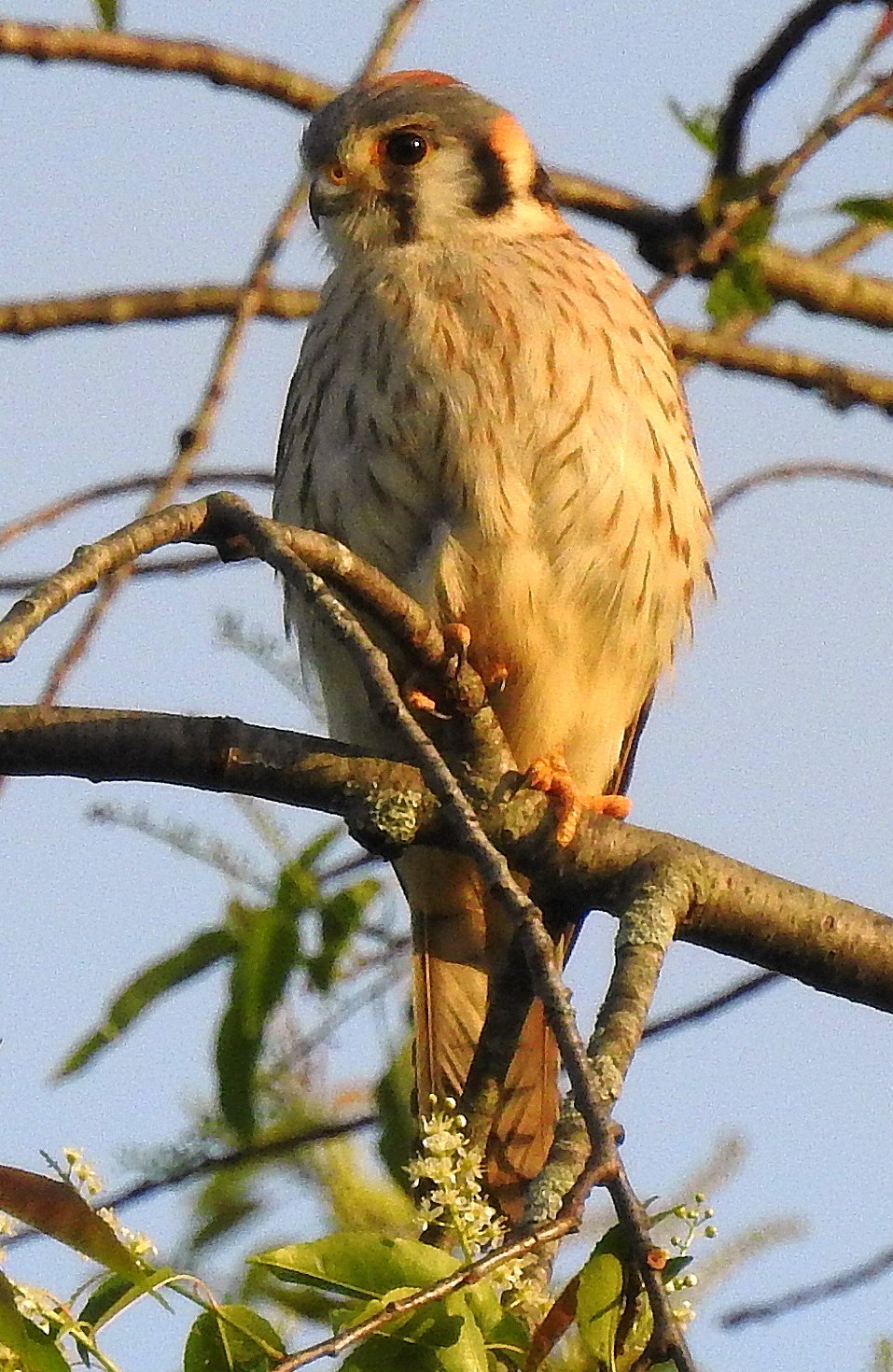 Mr. Kestrel