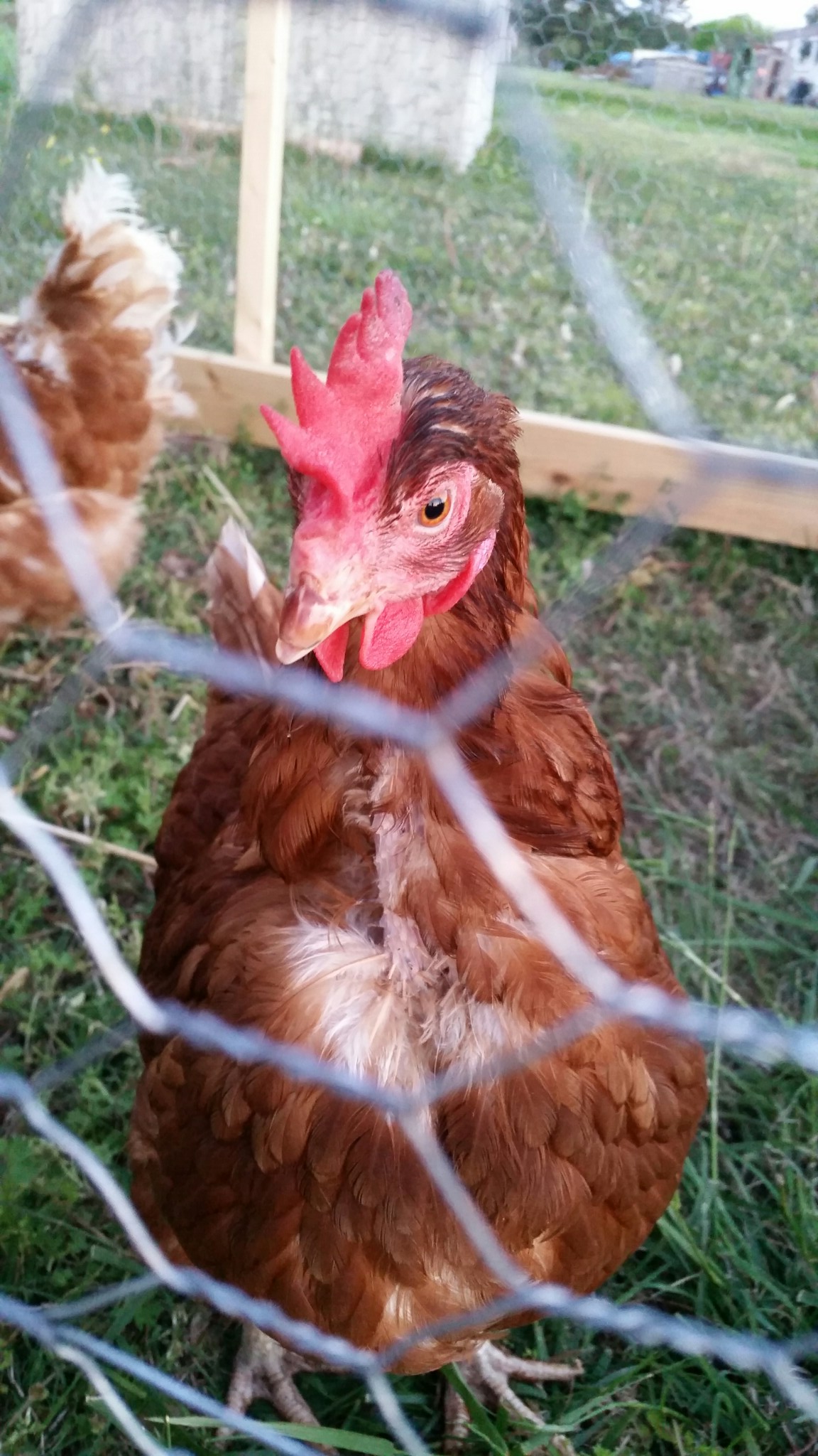 Mr. Lahey (they were named by husband) before his feathers started growing back