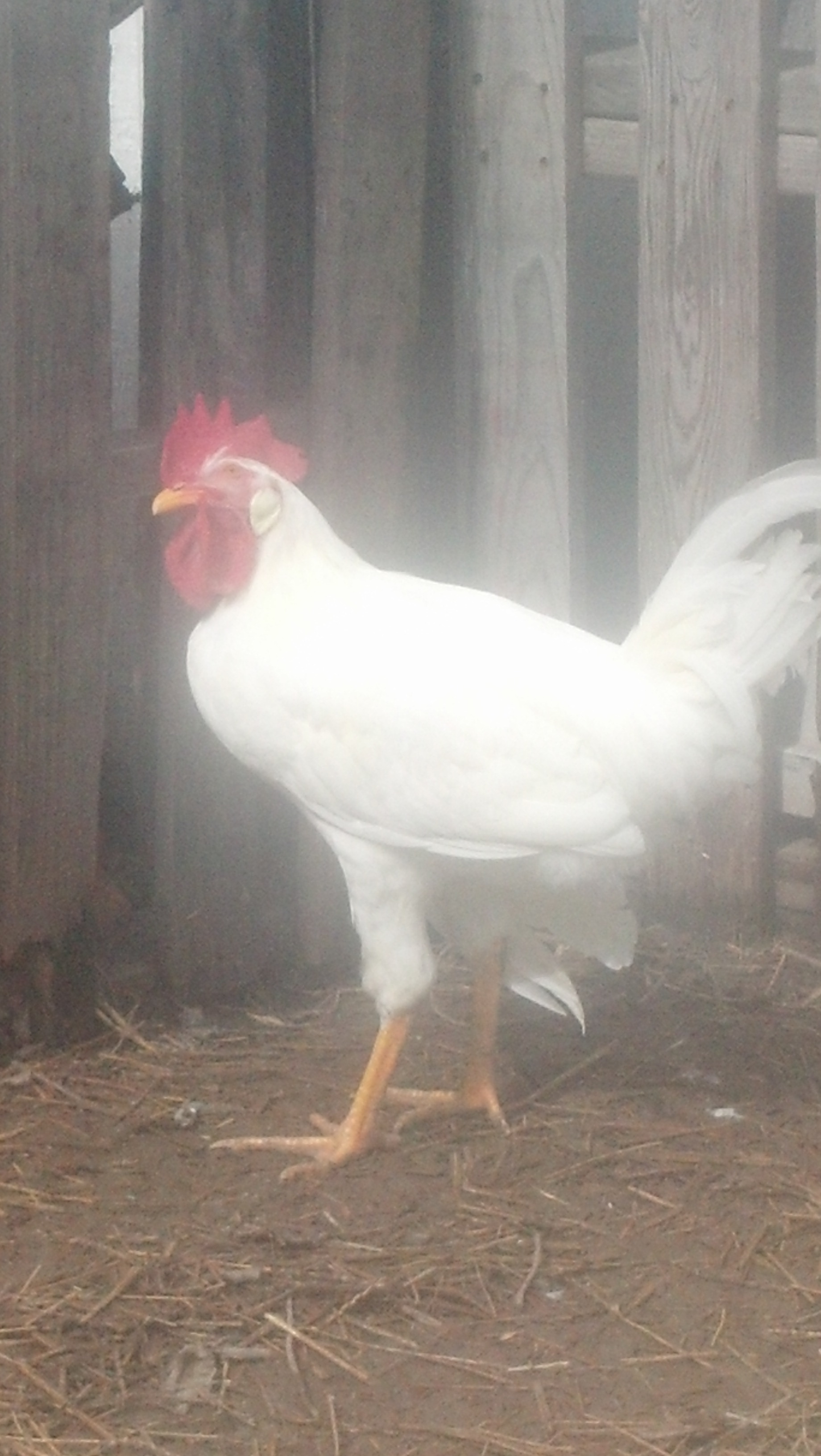 mr. Leghorn is getting big