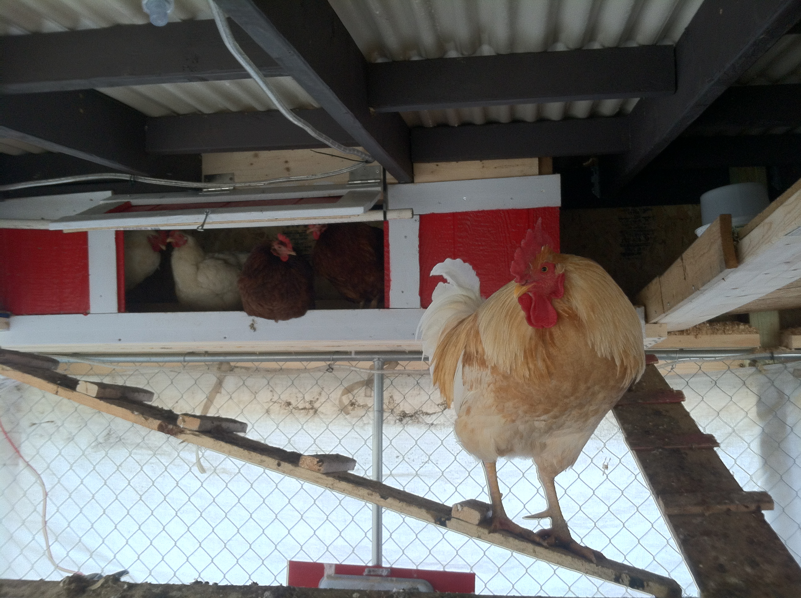 Mr. McKluck keeping an eye on me, the girls in the background where they sleep.