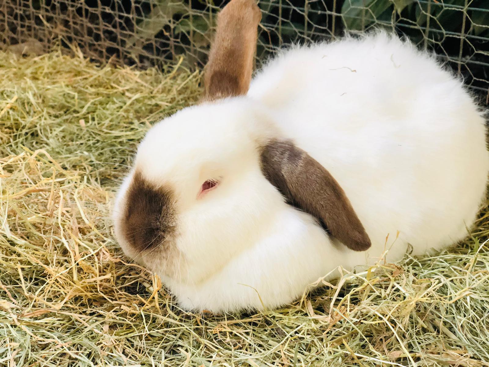 Mr. Nibbles the Californian rabbit