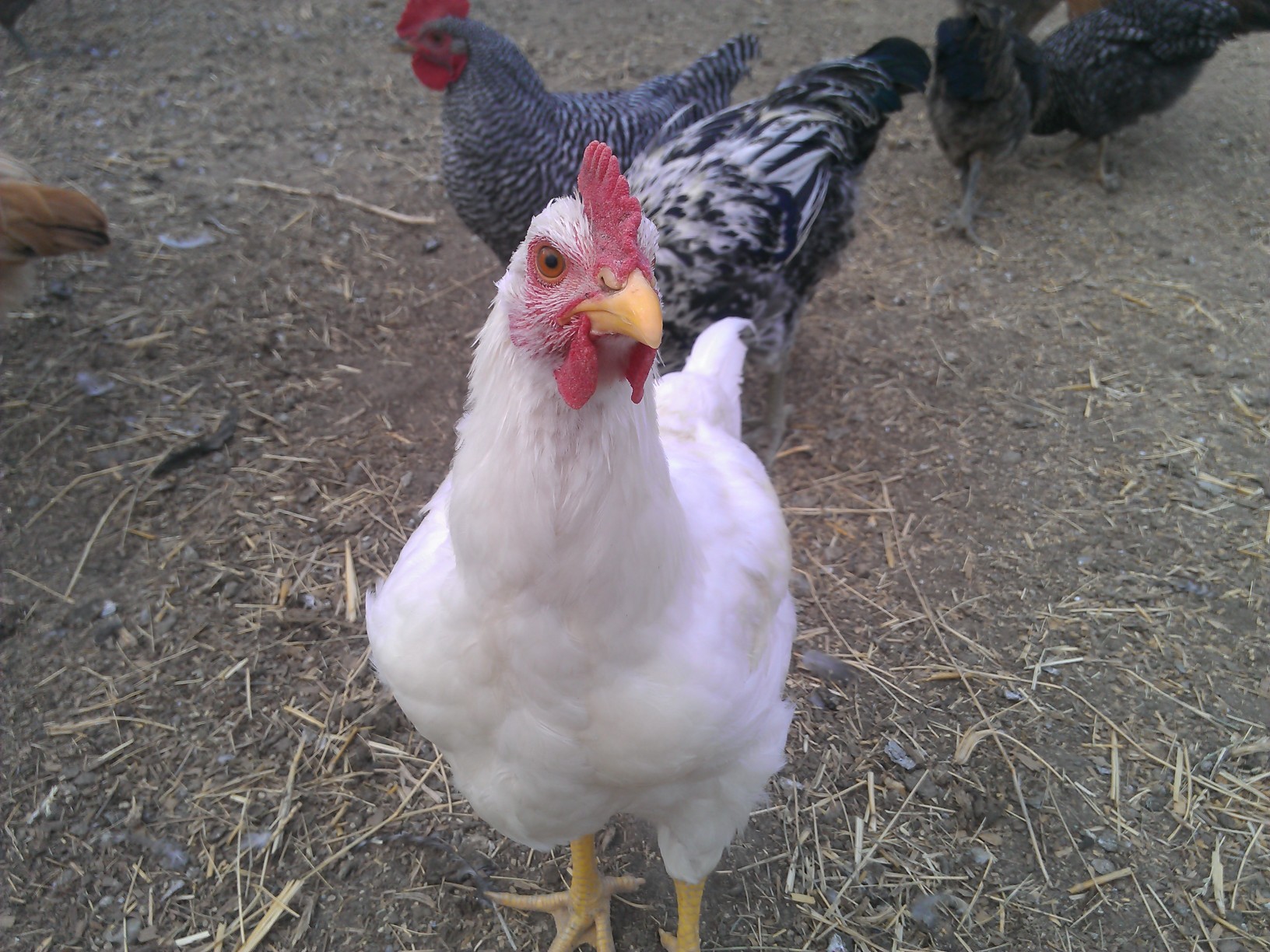 Mr. Popcorn loves the camera...