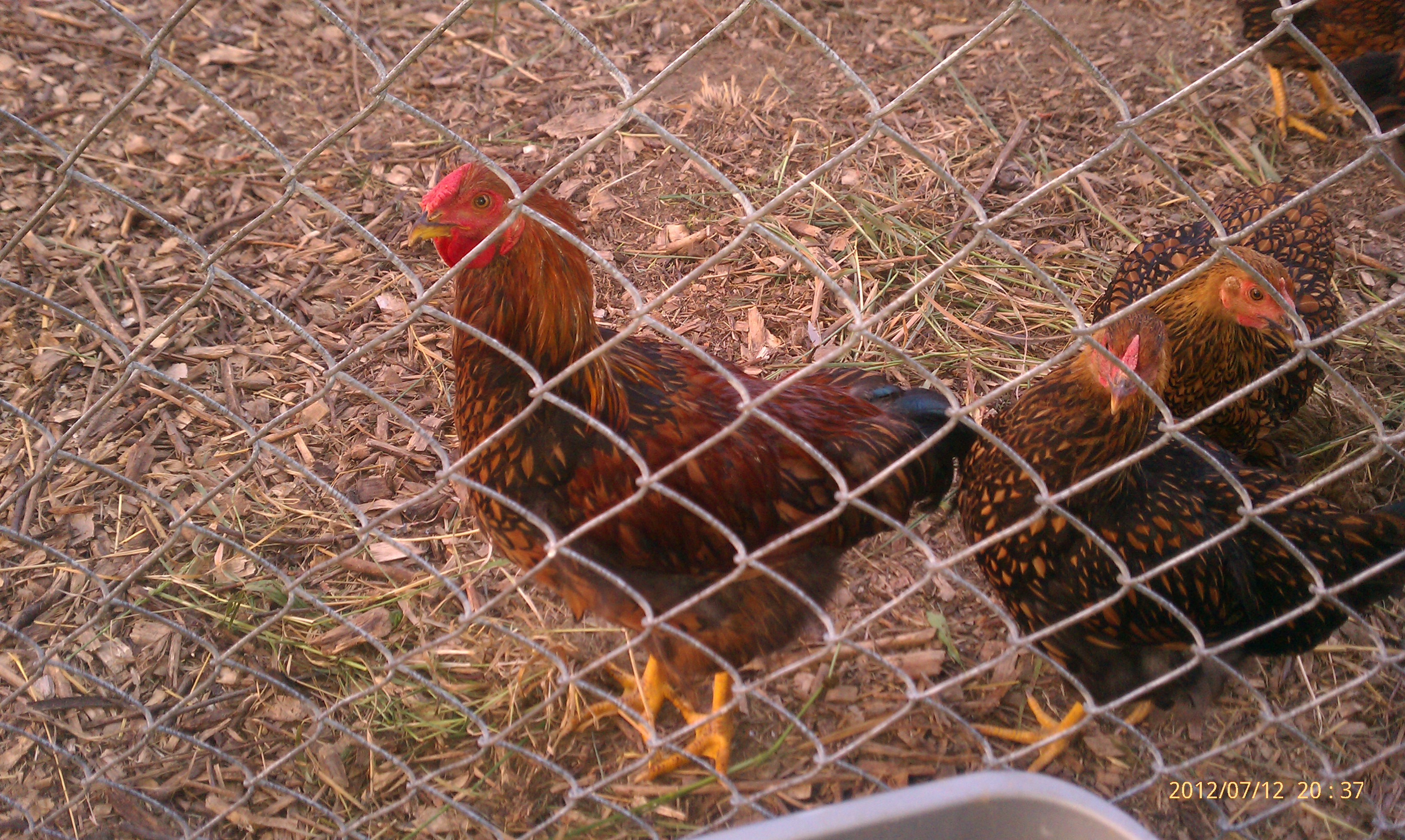 Mr Red and his ladies