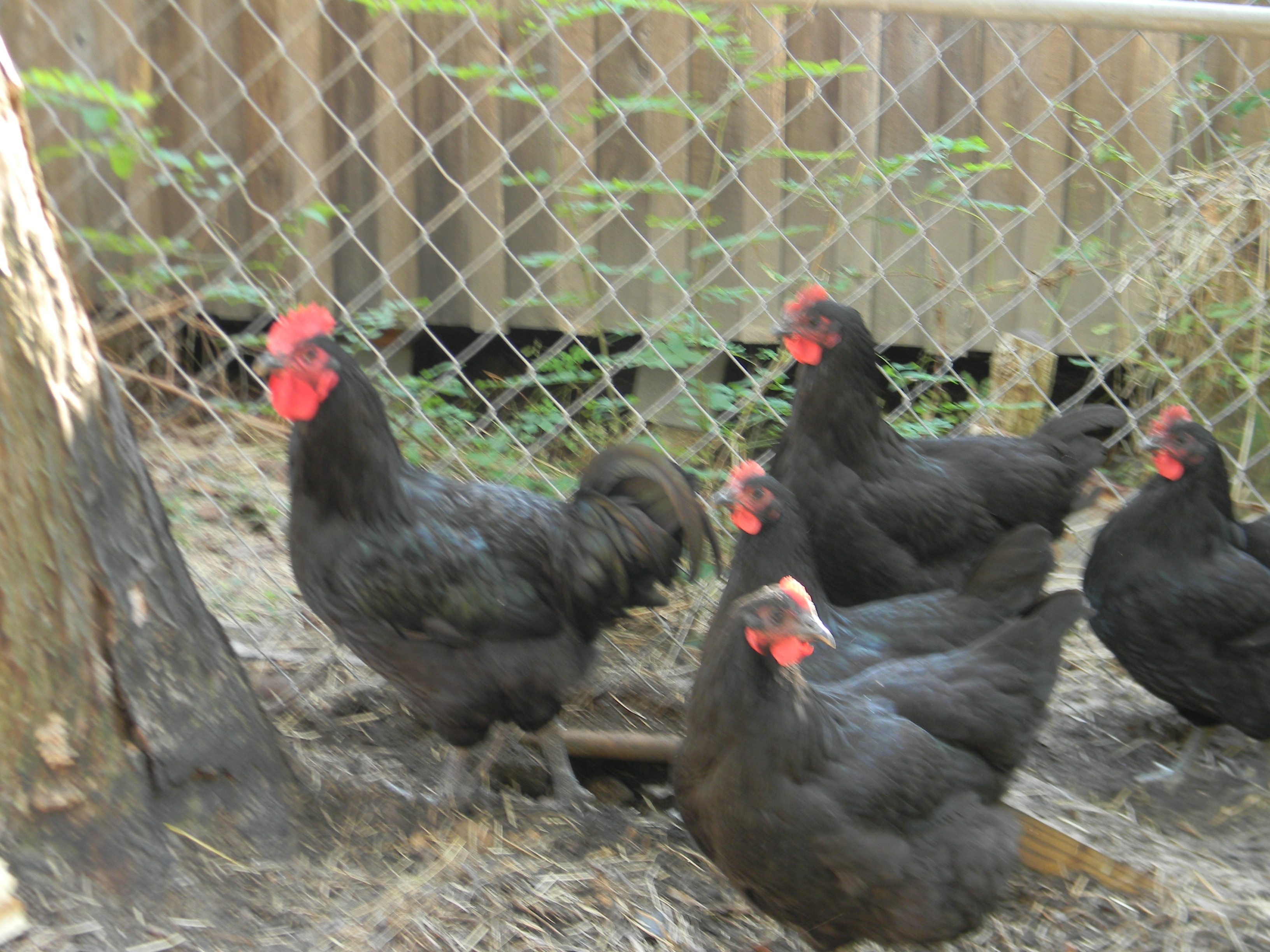 Mr Roo and his hens! 10-2013