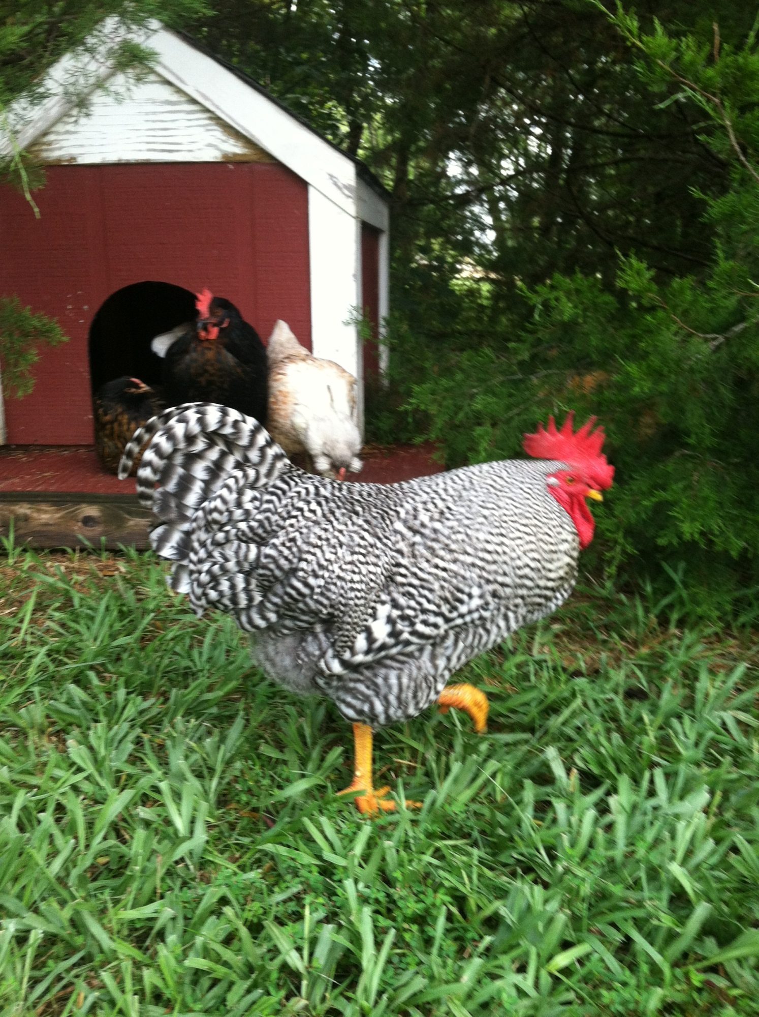 Mr. Rooster strutting his stuff. Age 6.5 months.