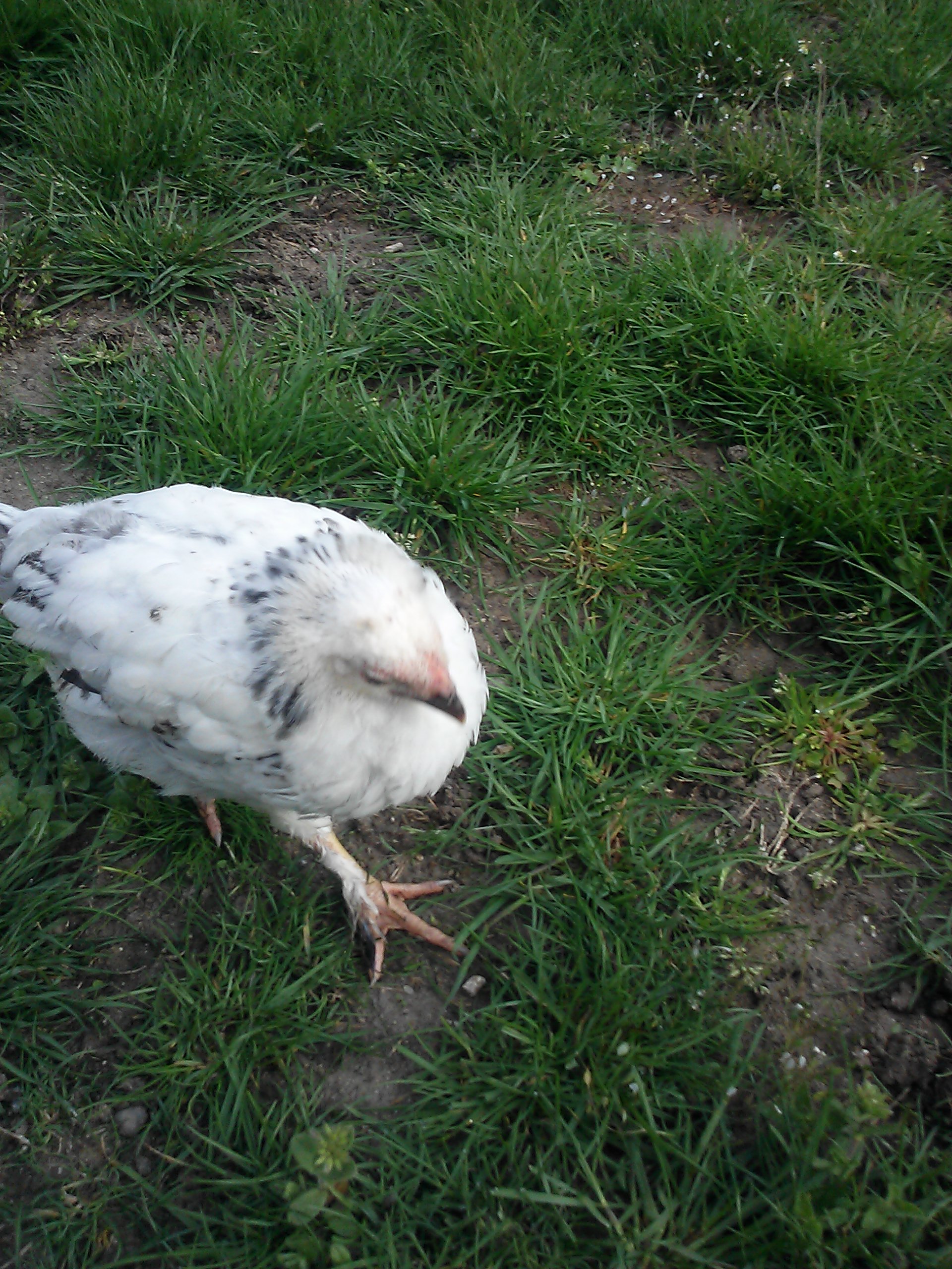 Mr. Spitz <3 At least we think he is a roo <3