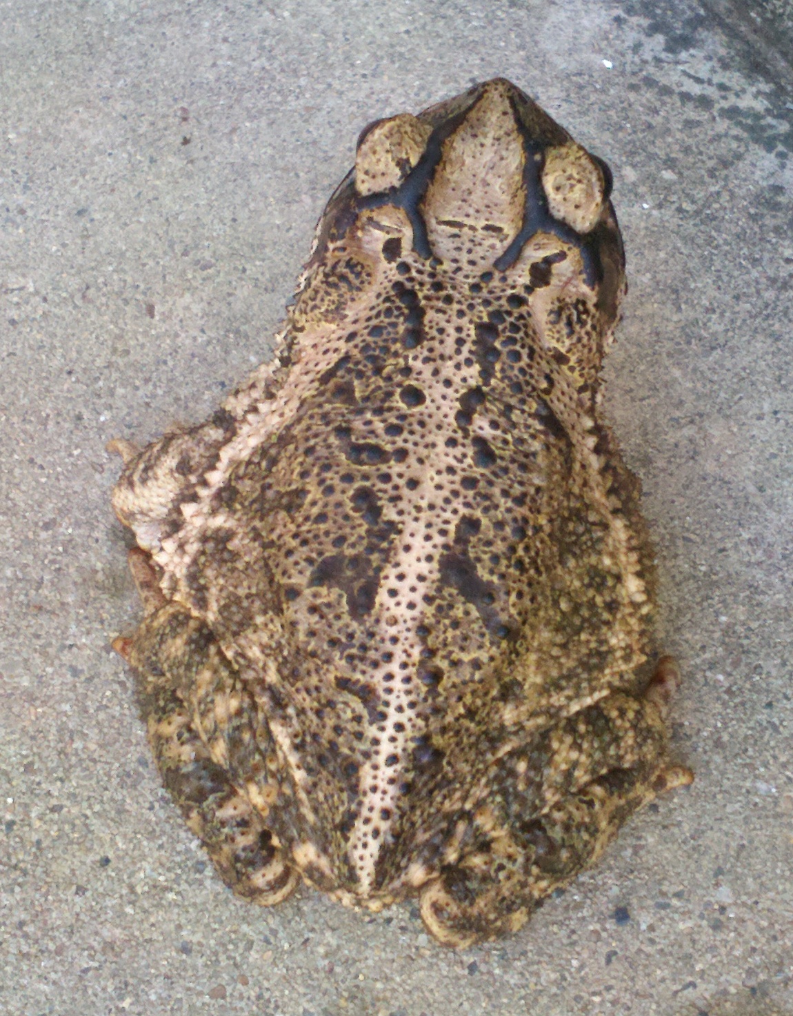 Mr Toad