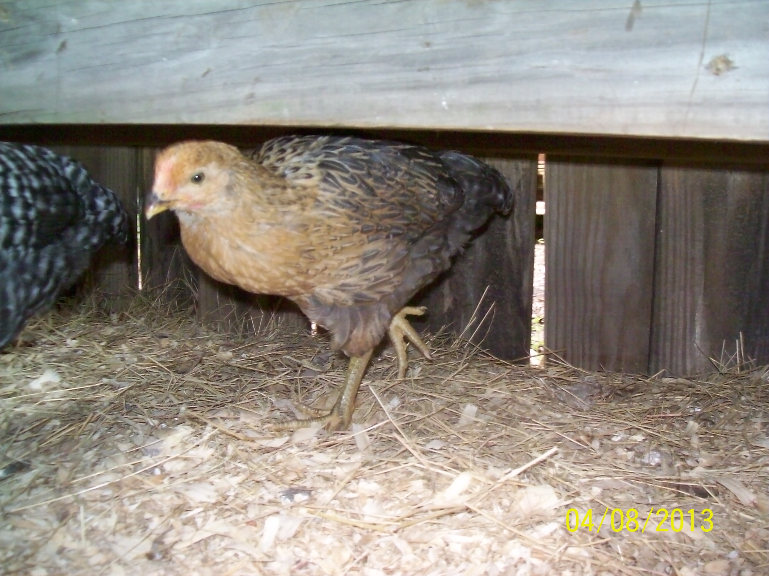 Mr. Tutsie popping out from under the bench in the coop.
