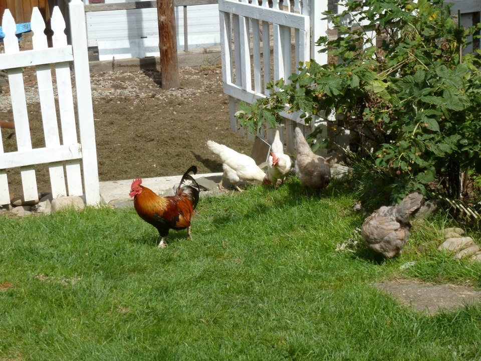 Mr. Woods and the girls