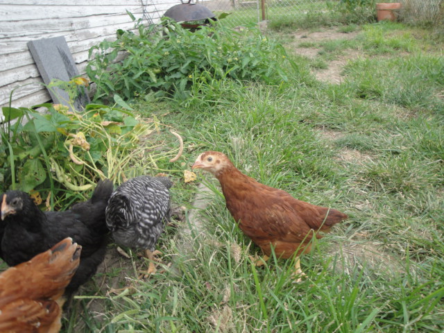 Mrs. Babcock. She is also from the Meyer pack. I think she may be a RIR