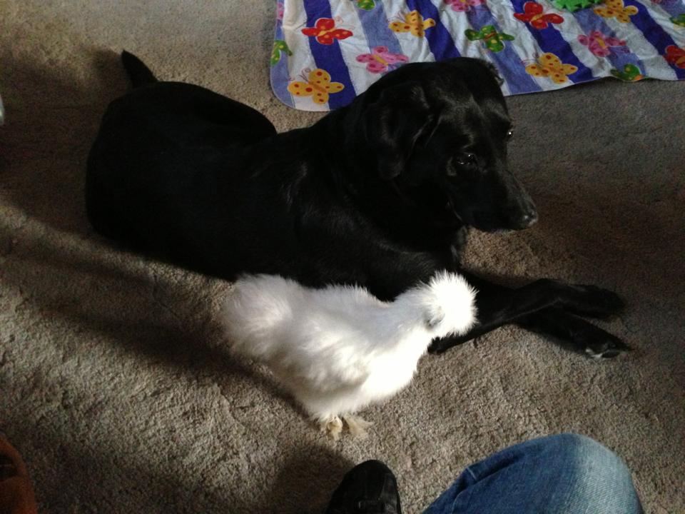 Mrs Beasley and Jet, my lab
