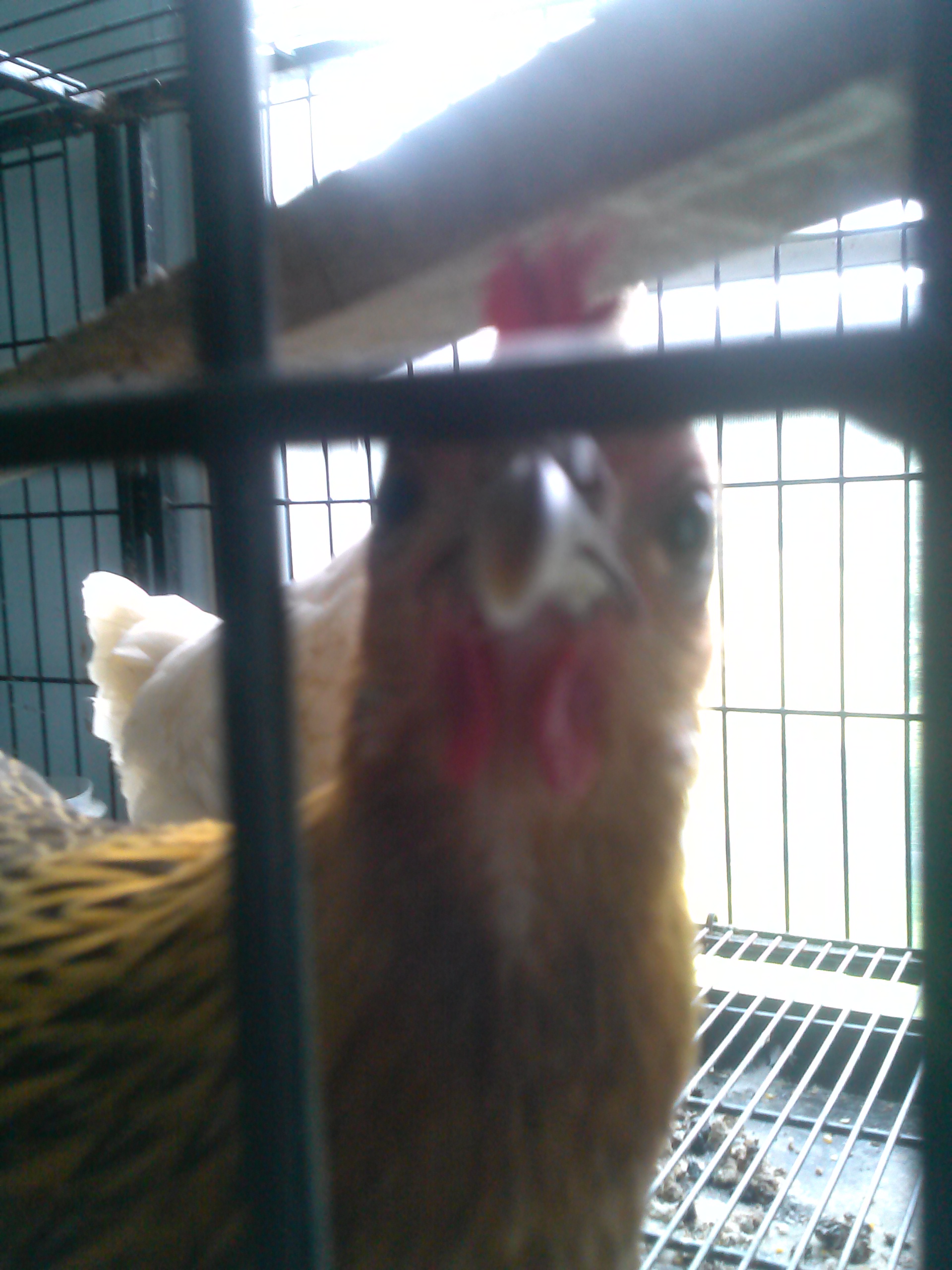 Mrs.Chick  behind bars trying to sweet cluck her way out for a day of forging in the yard. It worked ! Can't resist the beak look. LOL