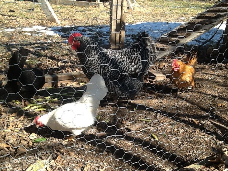 Mrs. Peep is the black hen, Hermione is the white one (yes, we're Potterheads.)  Lefty is the largest one, and Herman is the buff Roo.  He just started crowing a few days before this pic was taken!  I had to bribe them to come out of the coop with Snap Pea Crisps and spinach because it's still below freezing here.  2/14
