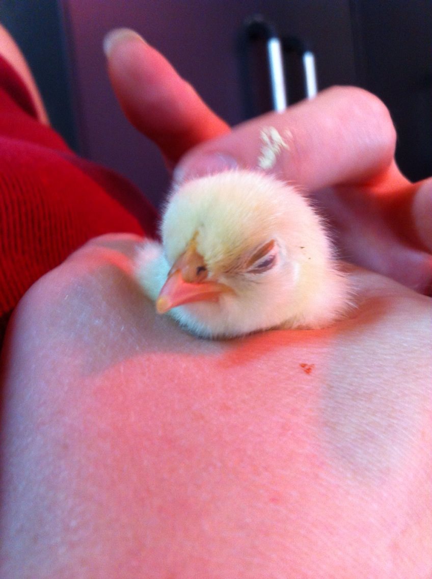 *
Mrs. Puff, a Bantam Buff Brahma, loves getting some scratches! (excuse the paint on my hands and fingers :)