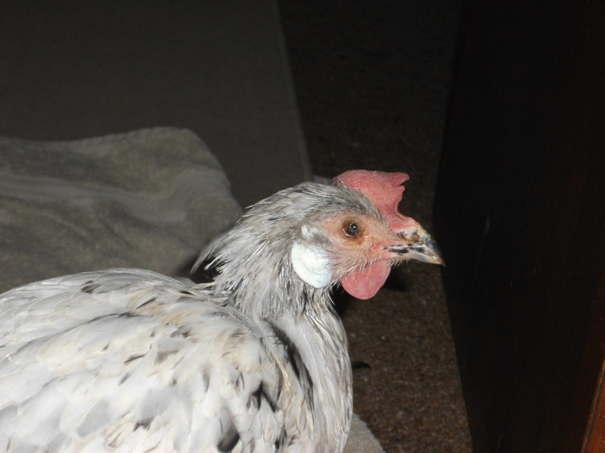 Mrs Stumpy on the day she died.  You can see how sick she is.  My beautiful little girl - she was such a good, good girl.