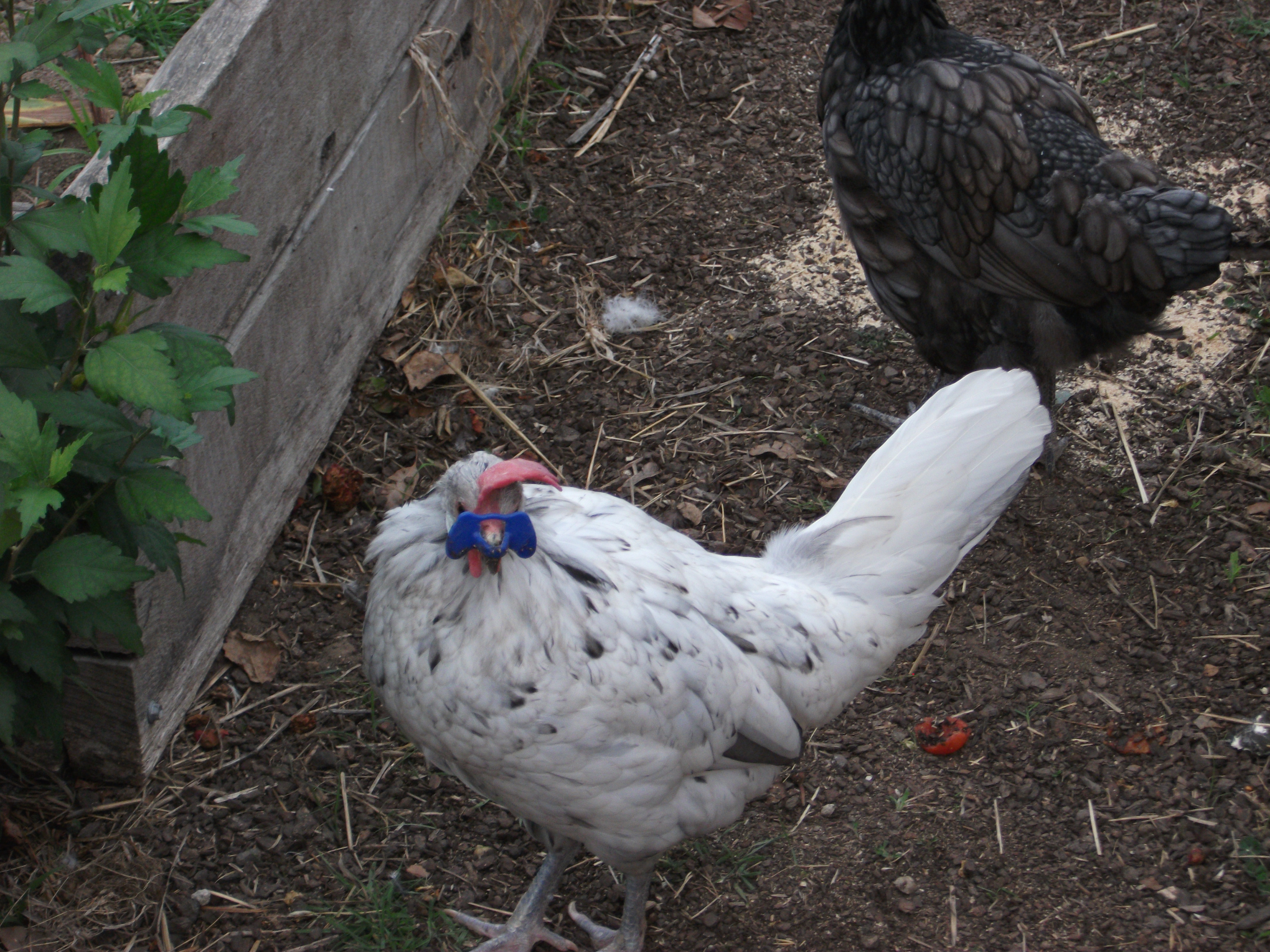 Mrs Stumpy