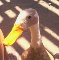 Ms Boo, 3 months old