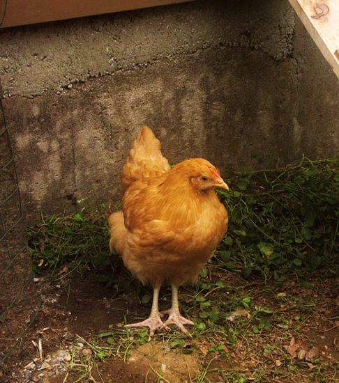 Ms. Buff Orpington