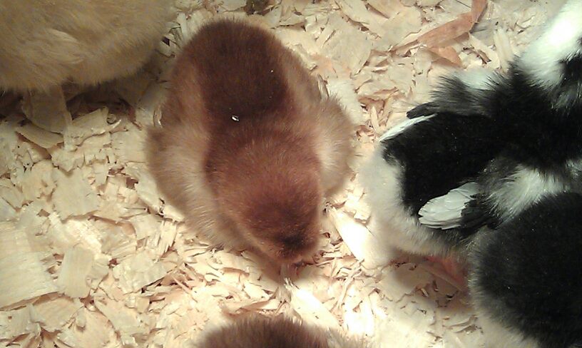 *
Ms. Clara Barton - Dark Rhode Island Red