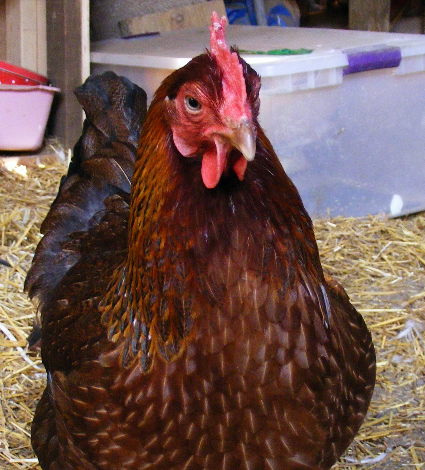 Ms. Crabby - Welsummer