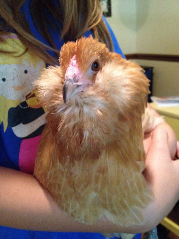 Ms Daisy and her fluffy face