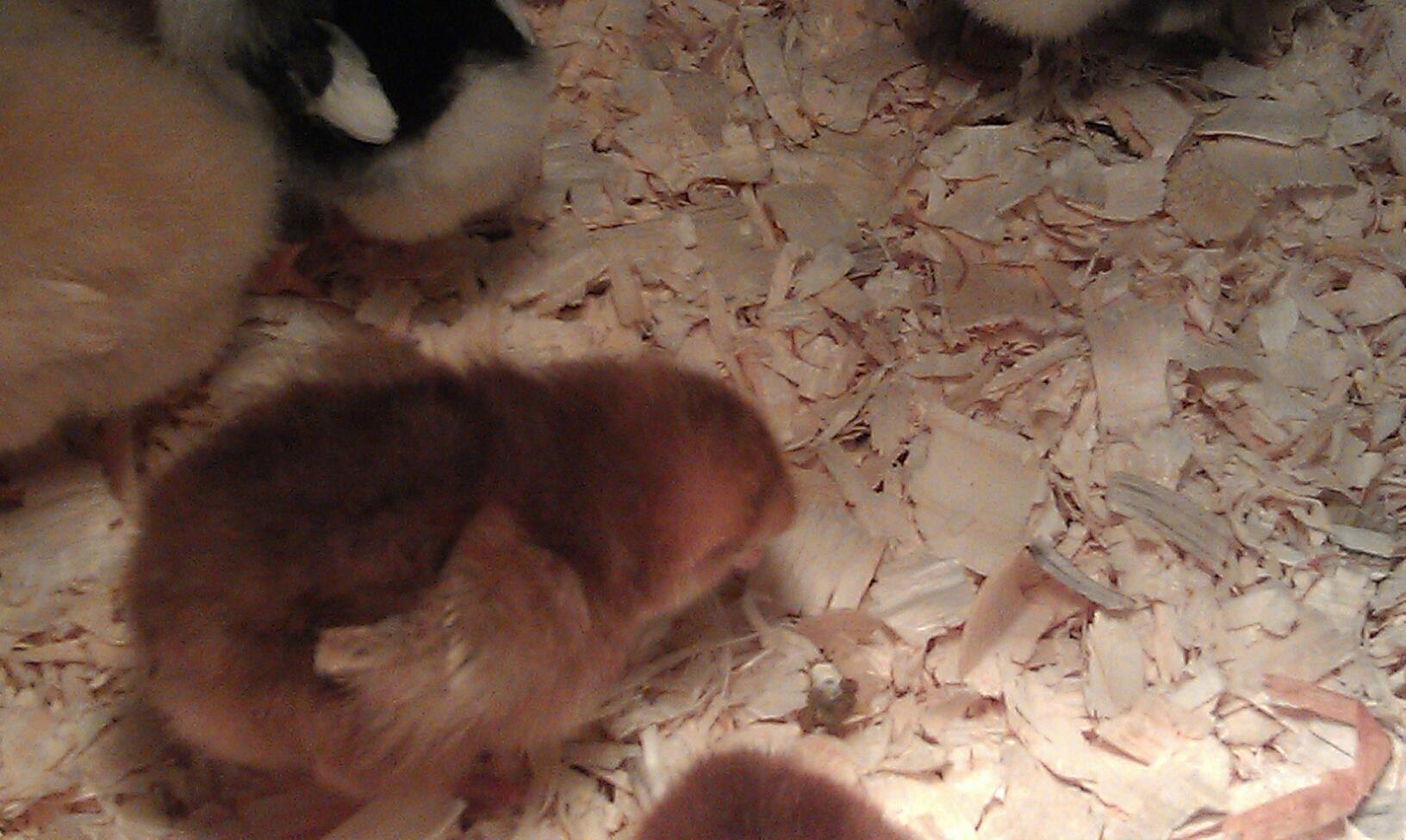*
Ms. Flo (Florence Nightingale) - Dark Rhode Island Red