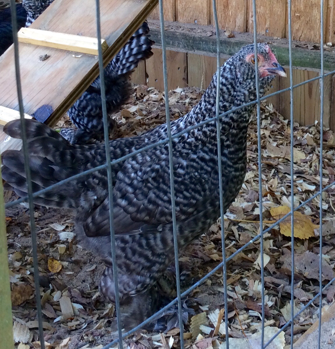 Ms. Heaney is shy girl!