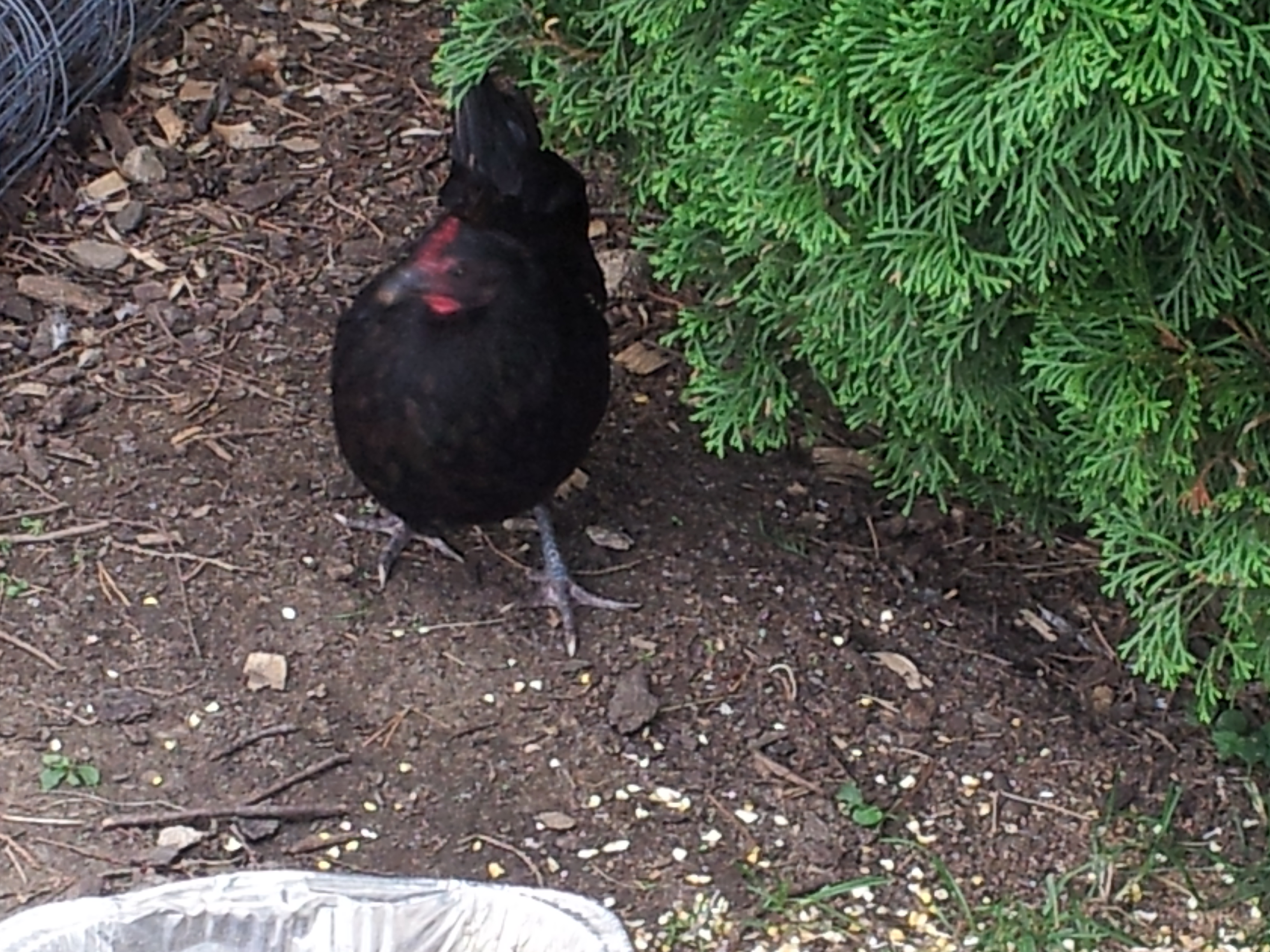 Ms. Houdini the hennie pennie that escape's the hennie yard