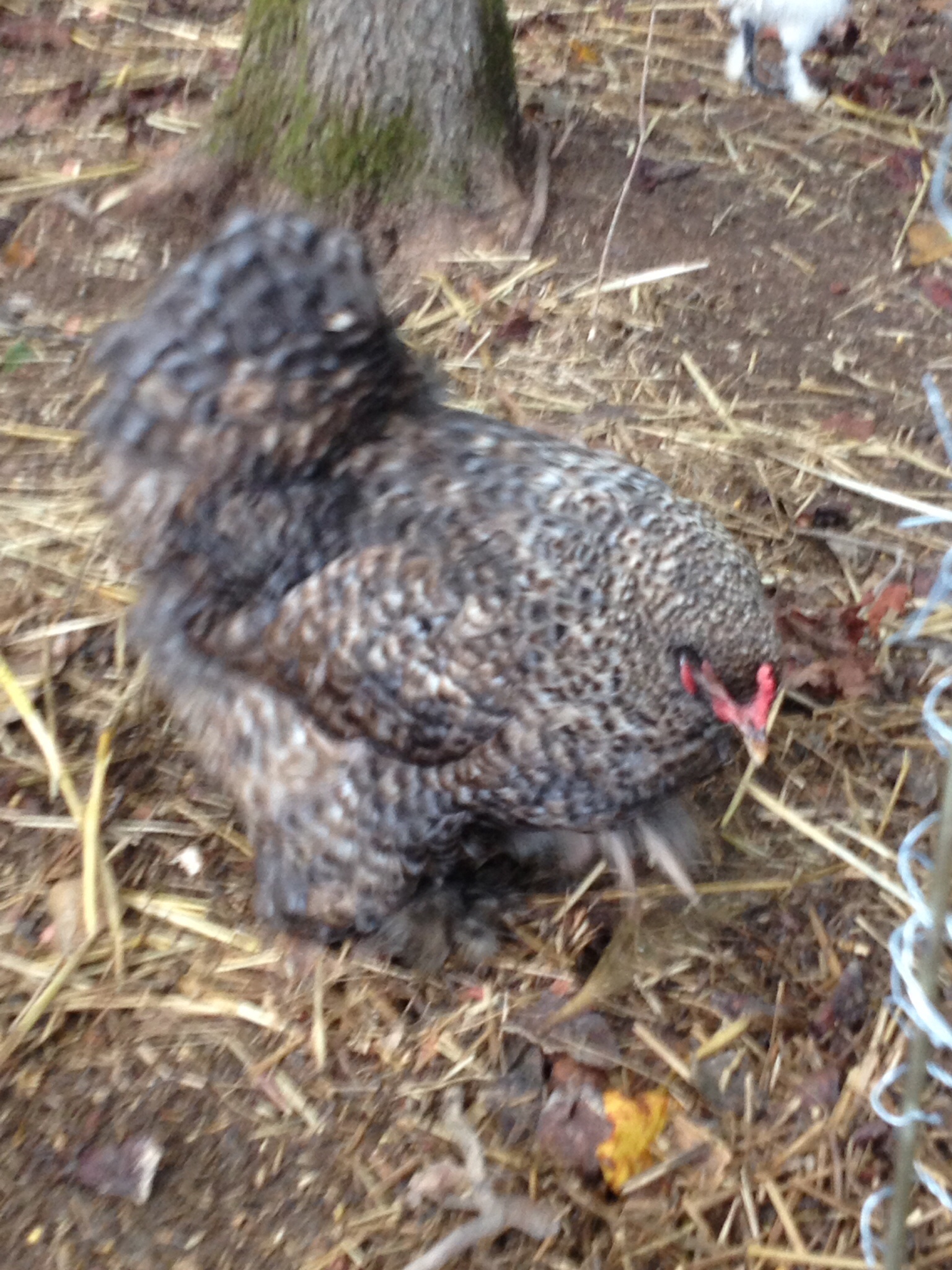 Ms Lucy.....Buff Orphington