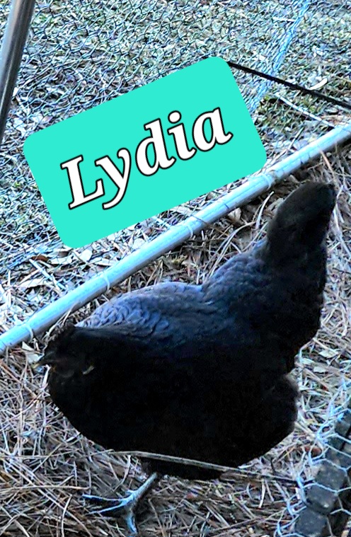 Ms Lydia Dietz Beak