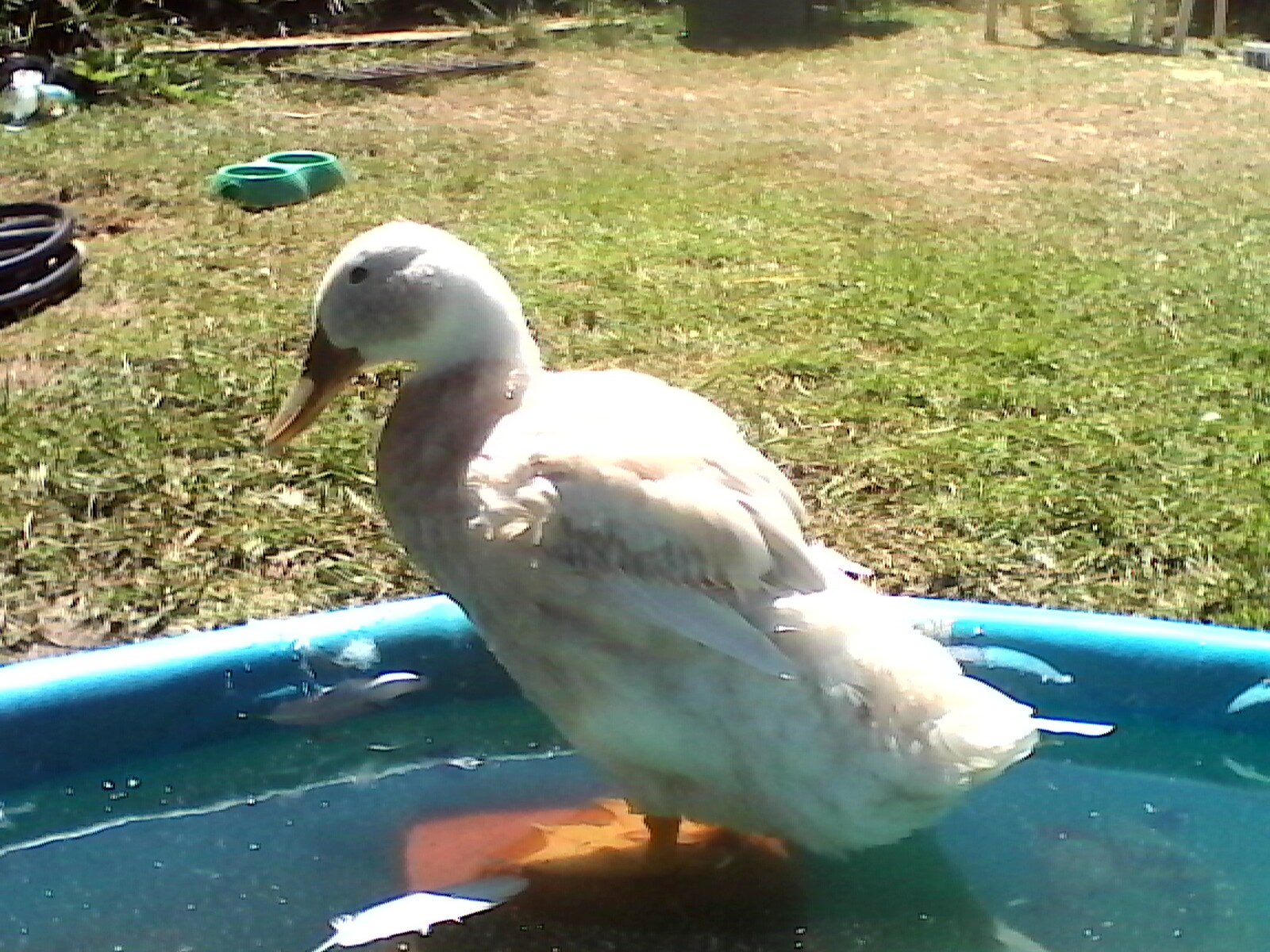 Ms Pekin molting (her first molt)