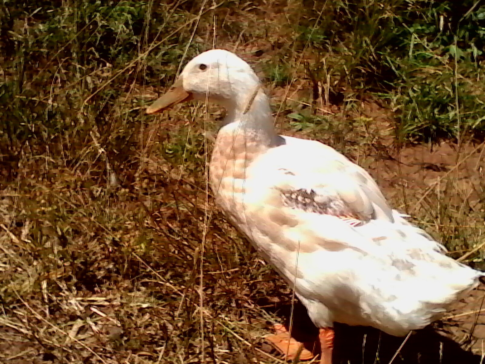 Ms Pekin molting