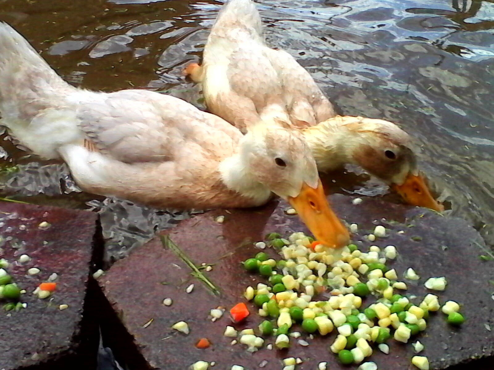 Ms Pekin & Ms Boo at 3 months old