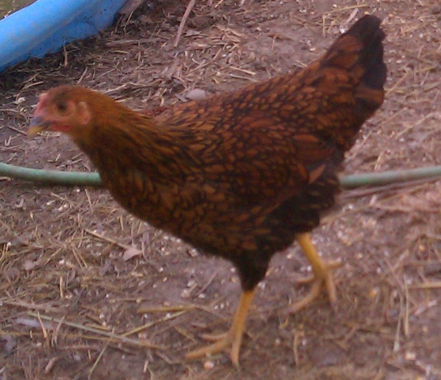 Ms Spike