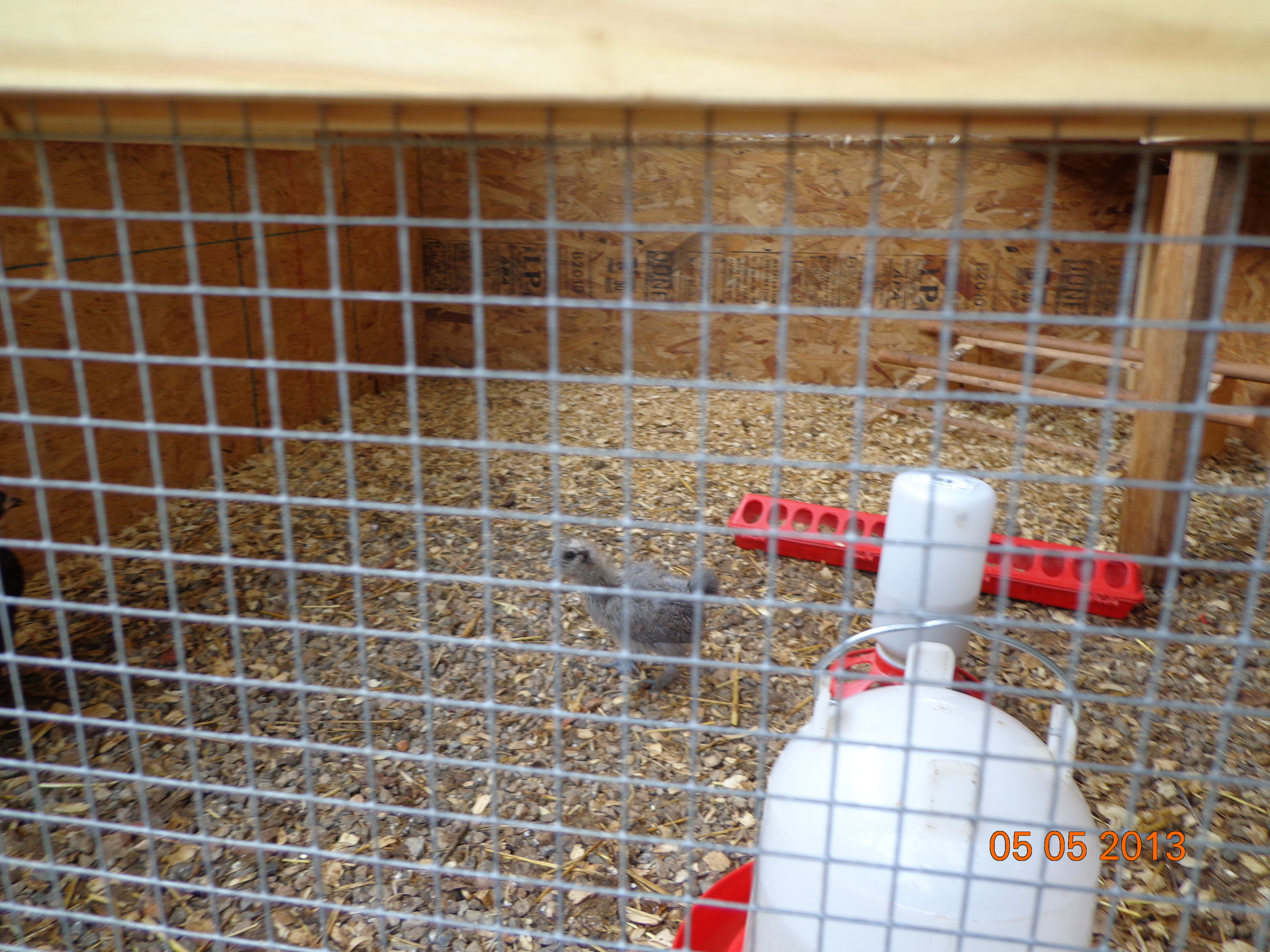 Msytery chick