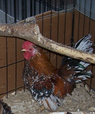 Much Ado   as in much ado about nothing as he always has something to say.   Multicolored 1 year old Serama cock