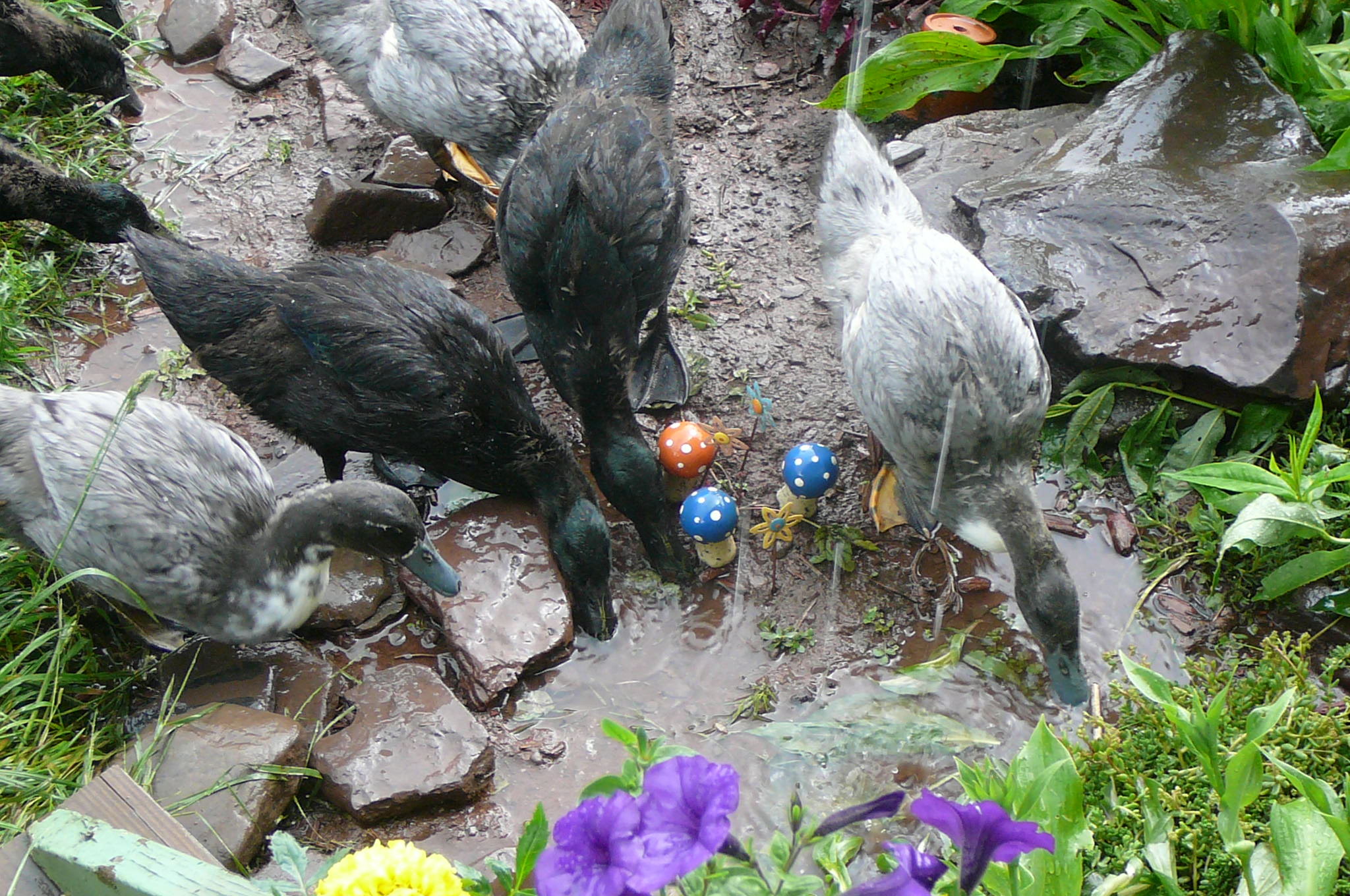 MUD SLURPPERS!
6/8/12