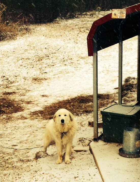 Mudberry in the snow