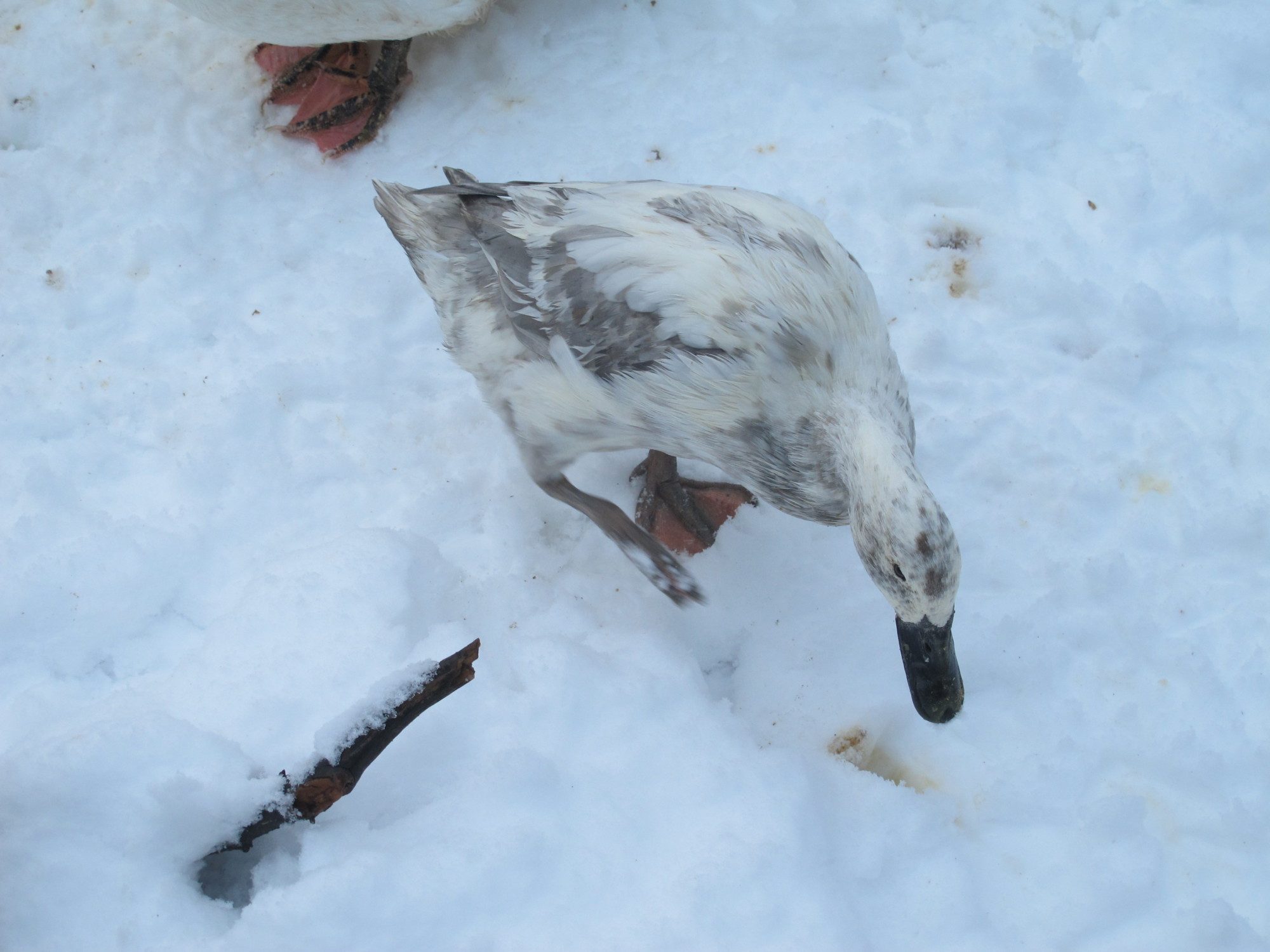 Muddy Milk - we love our silly runners!