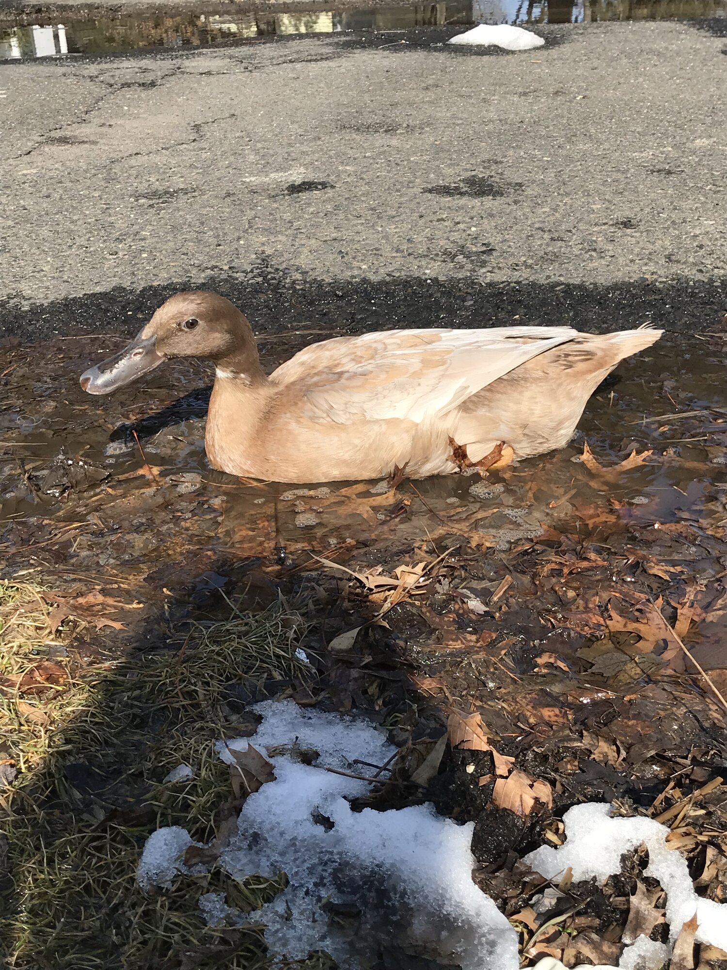 Muddy puddle!