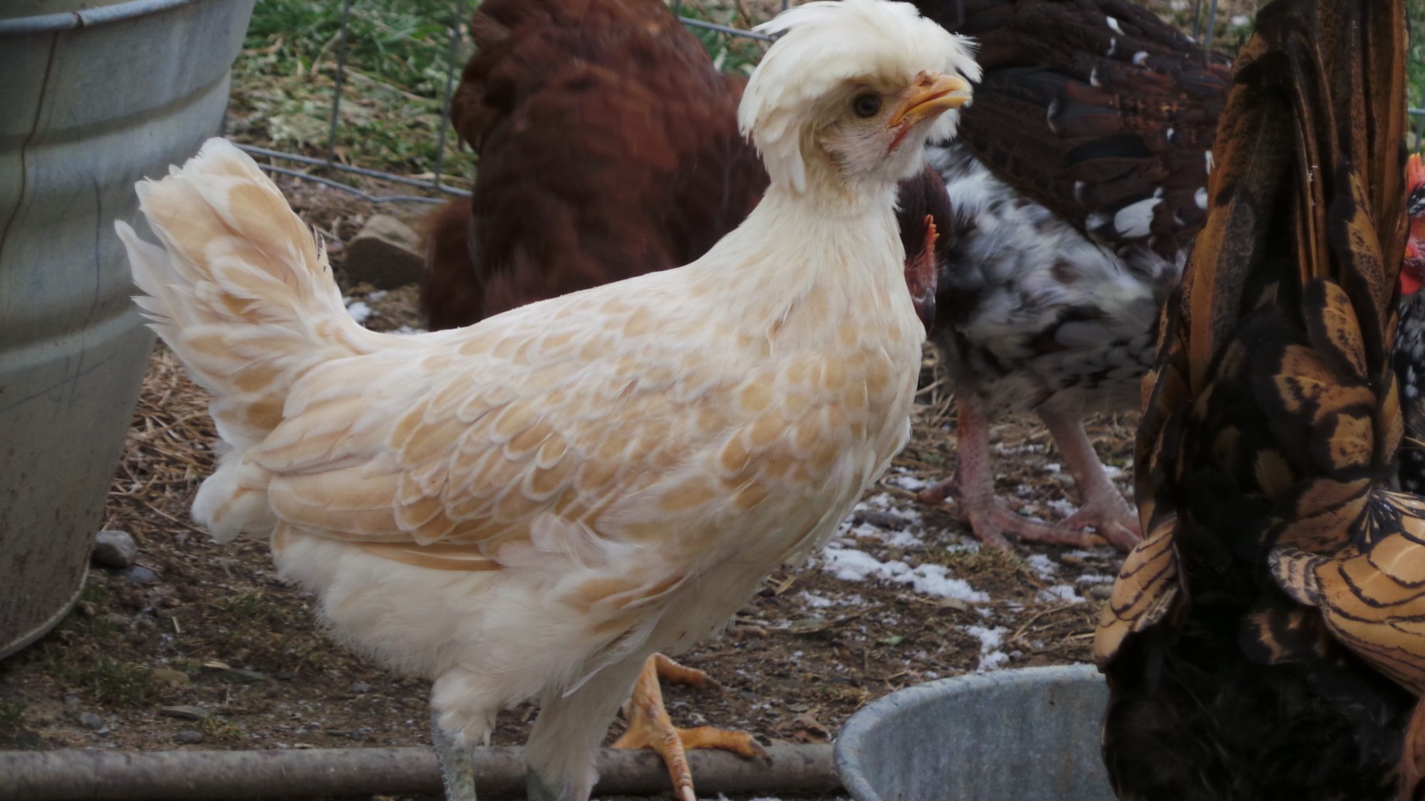Mufasha's baby, Starburst. Used to be skitish but is now a loving hen.