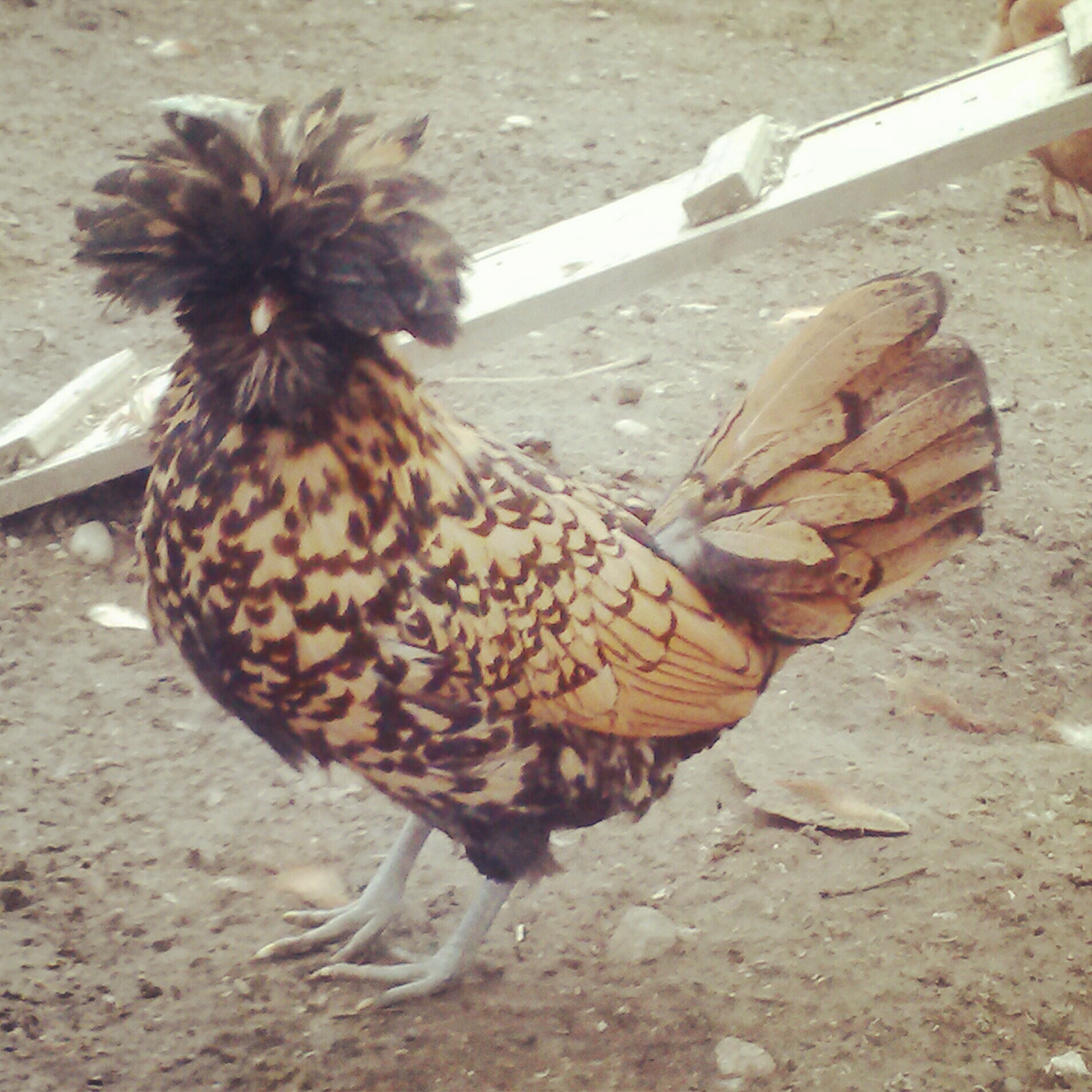 Mufasina (Golden polish crested chicken)