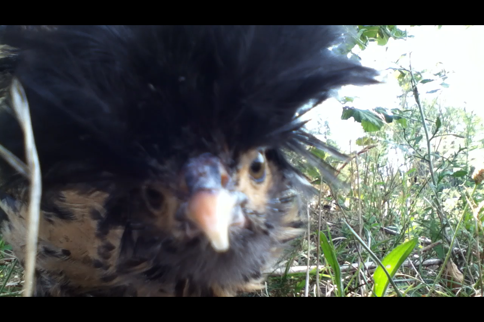 Mufasina when she was 8 weeks old (Golden polish crested)