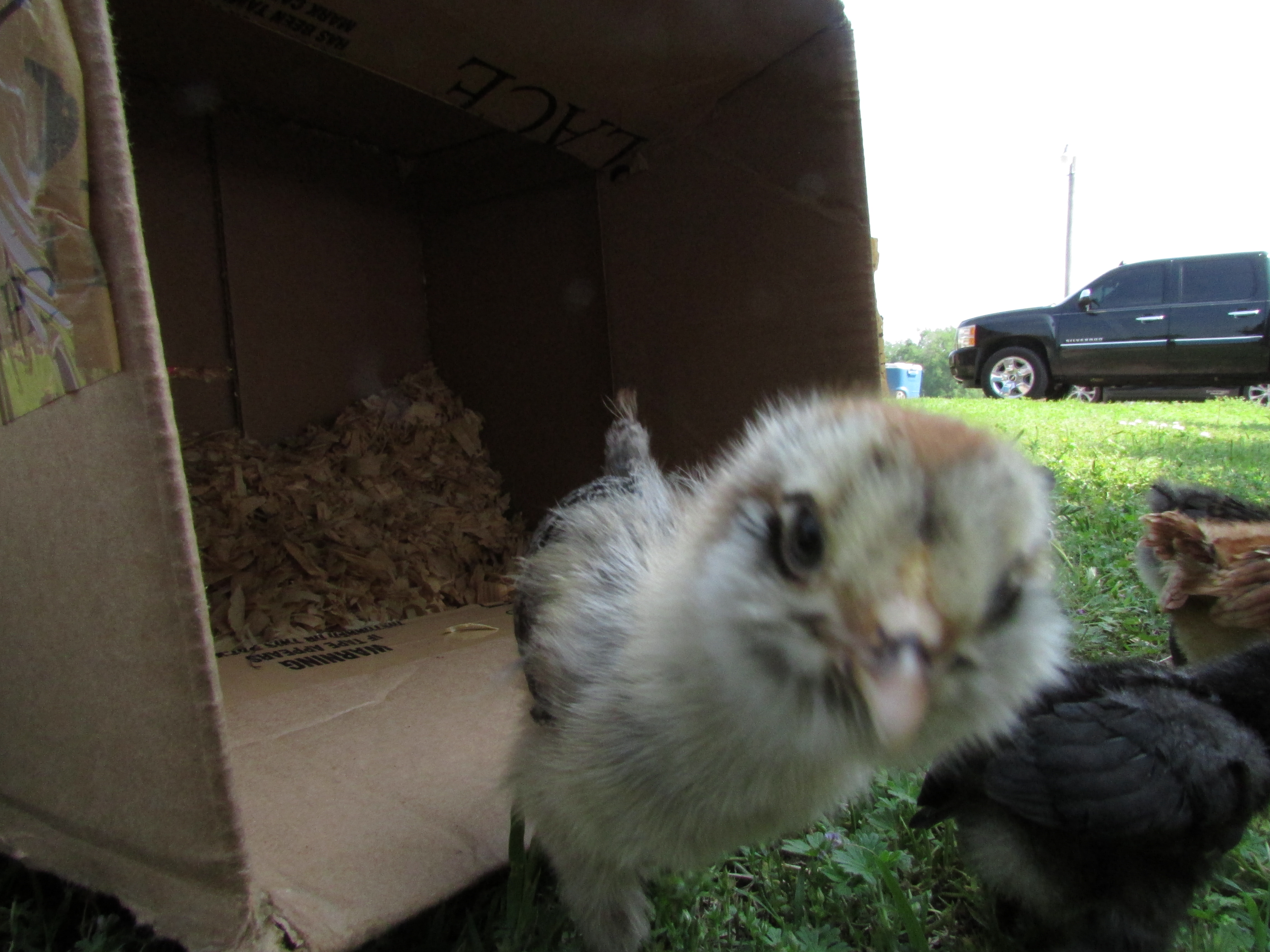 Muff Muff- Ameracauna (supposed to be)
She tries to photo bomb every picture!