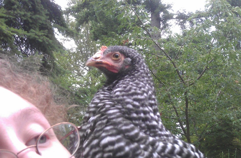 Muffet is my Barred Rock.  When she was a tiny chick, my head was her tuffet!