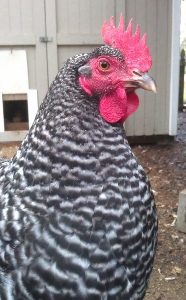 Muffet isn't sure she trusts the camera phone right now.