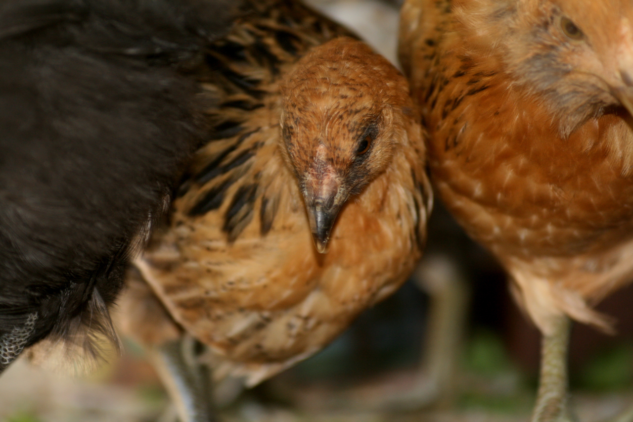 Muffless and tuftless Ameracauna