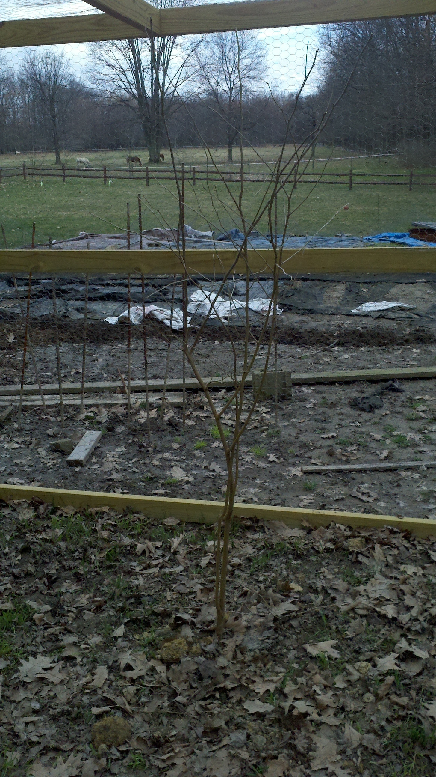 Mulberry tree planted in the new run