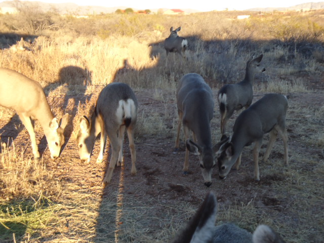 mule deer stopping by for a snack!